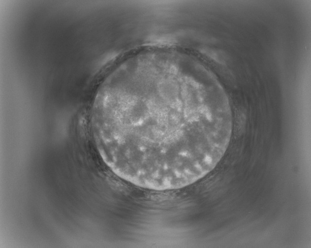 X0000063521254200602101942