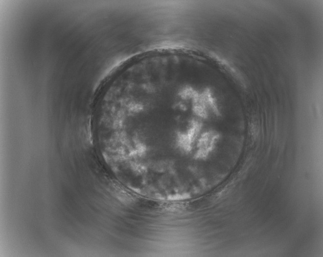 X0000063521262200602101942