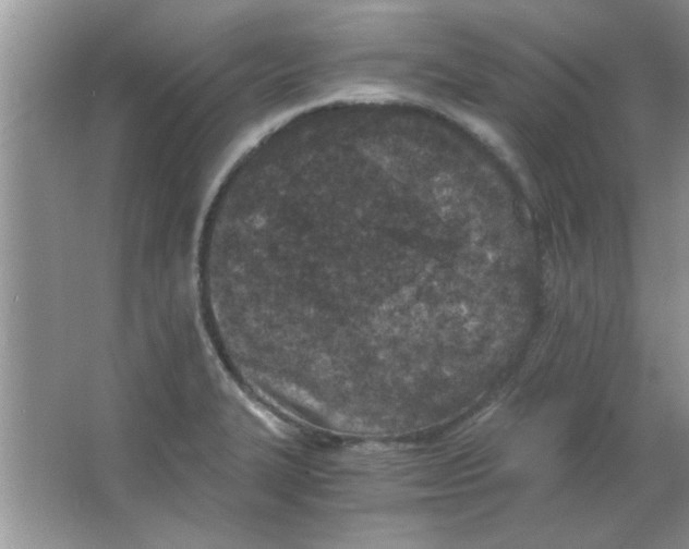 X0000063521327200602101941