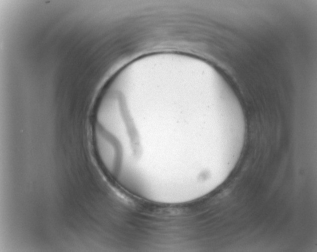 X0000063521517200602101938