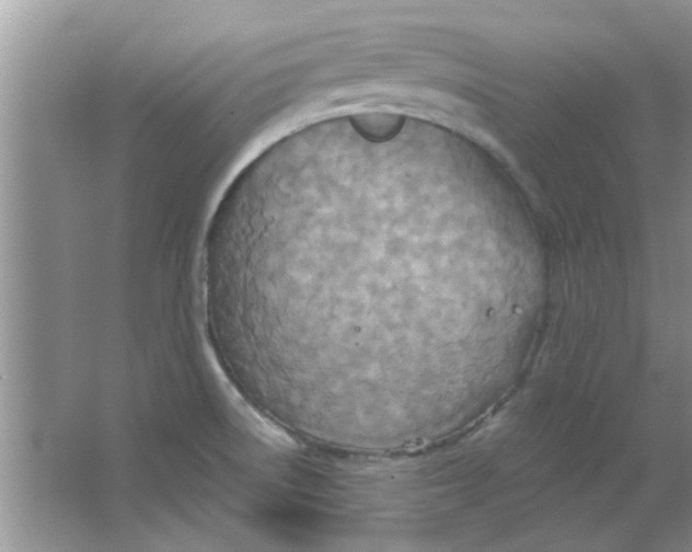 X0000063521522200602101938