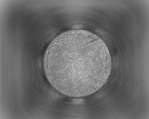 X0000063520363200602172221