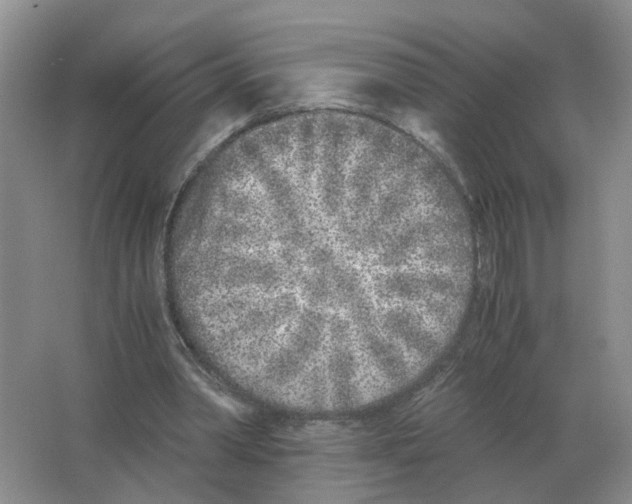 X0000063520390200602172220