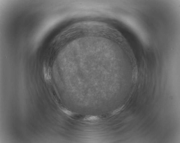 X0000063520431200602172219