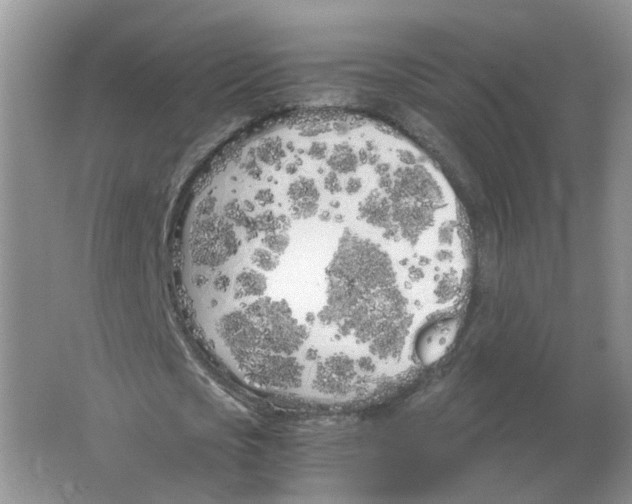 X0000063520721200602172213