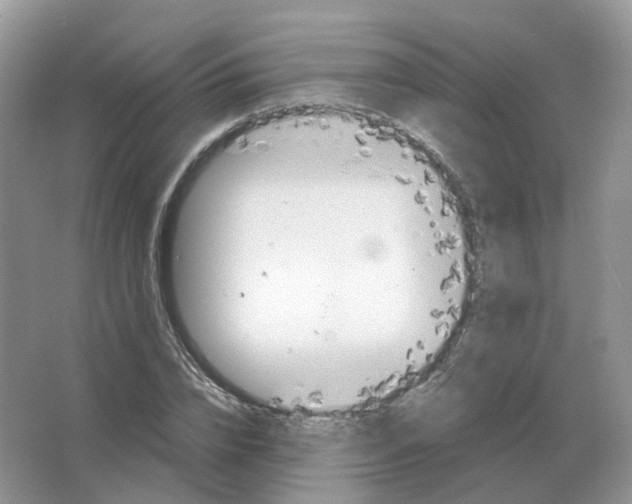 X0000063520832200602172212