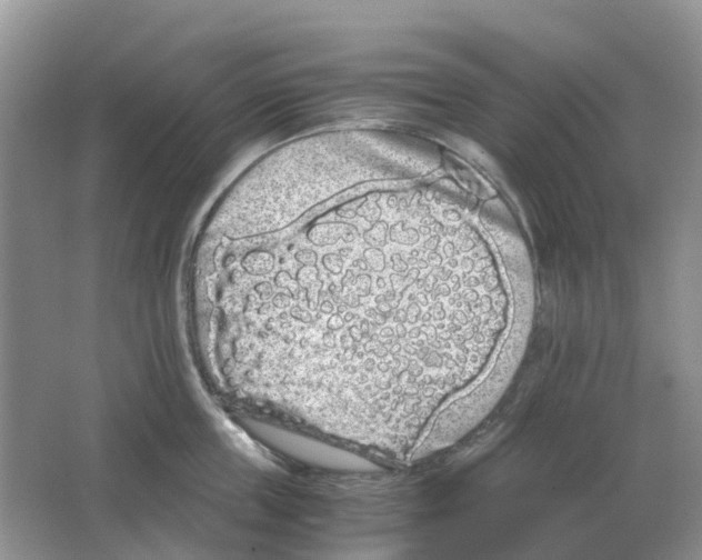 X0000063520859200602172212