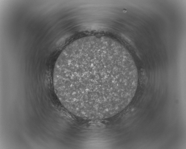 X0000063520918200602172210