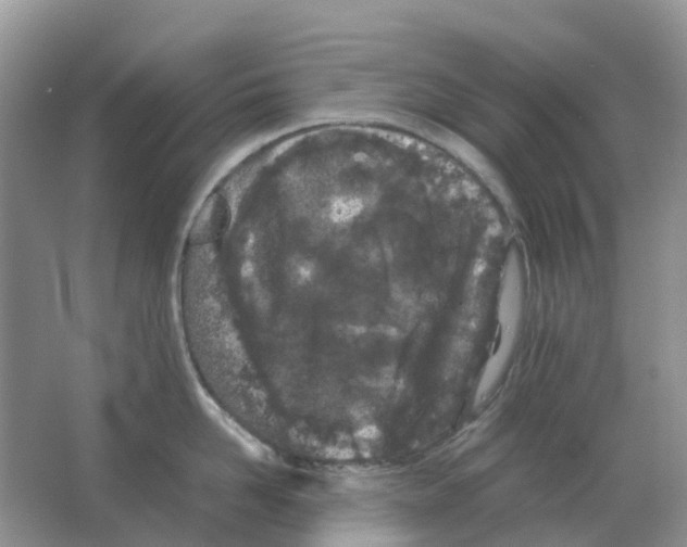 X0000063520958200602172211