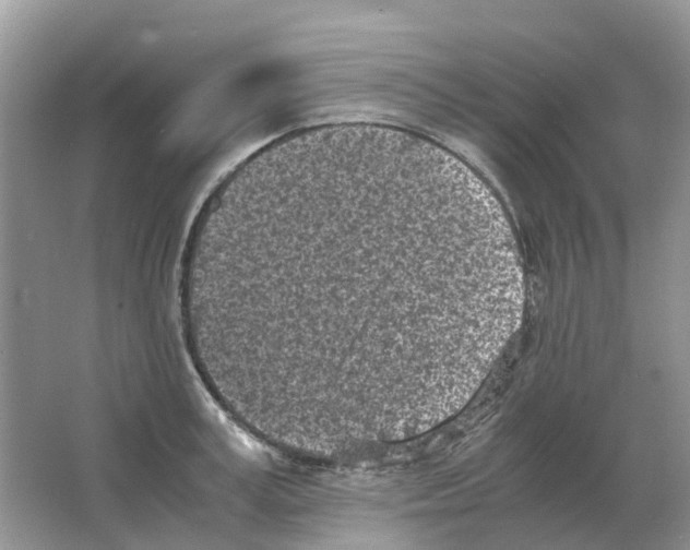 X0000063520995200602172209