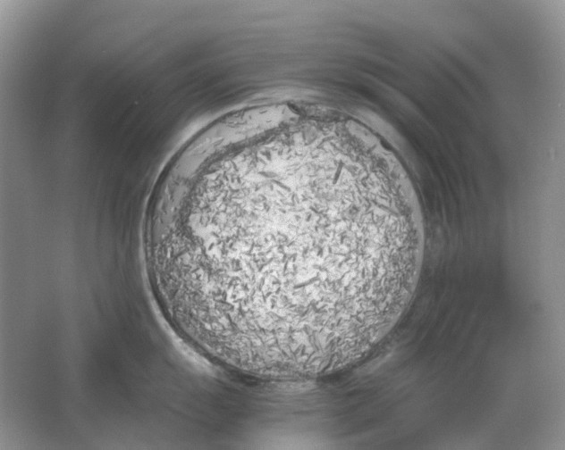 X0000063521055200602172209