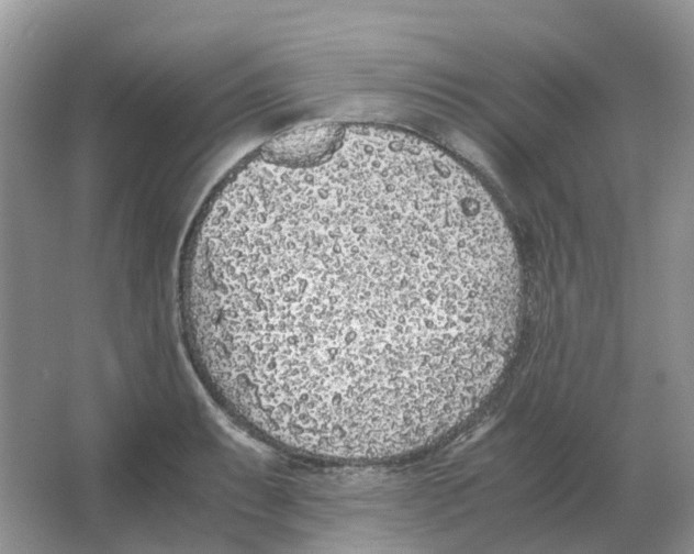 X0000063521087200602172207