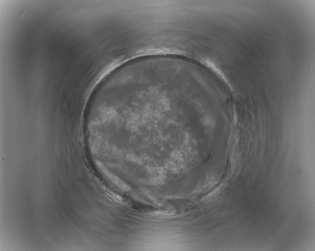 X0000063521173200602172206