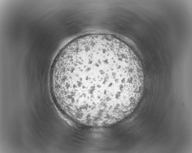 X0000063521231200602172205