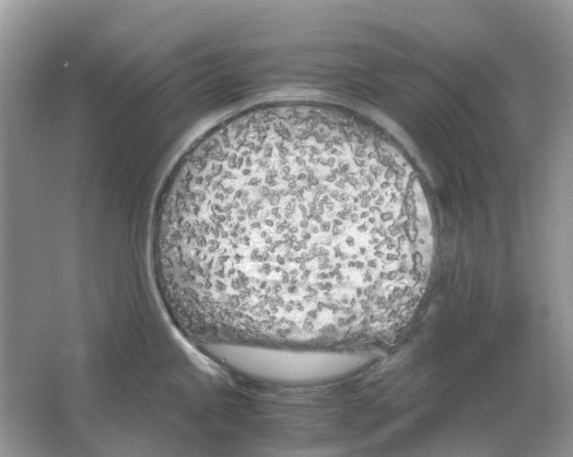 X0000063521245200602172205