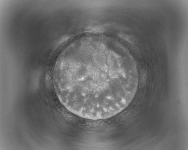 X0000063521254200602172204