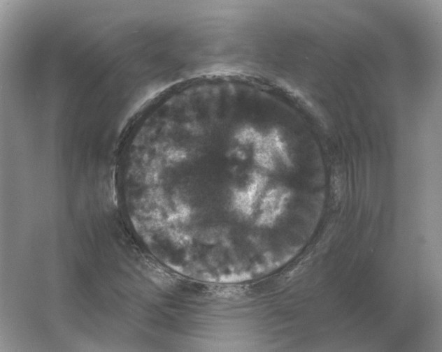 X0000063521262200602172204