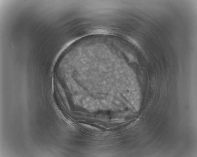 X0000063521323200602172203