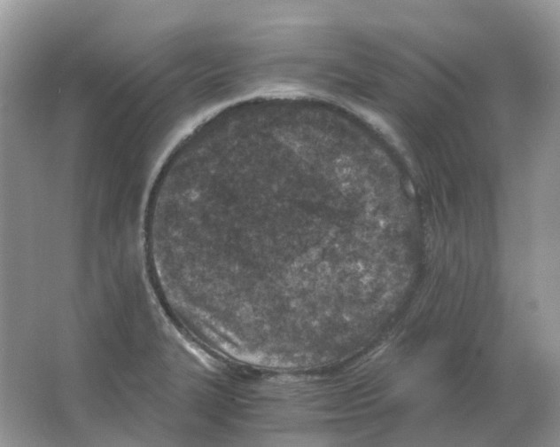 X0000063521327200602172203