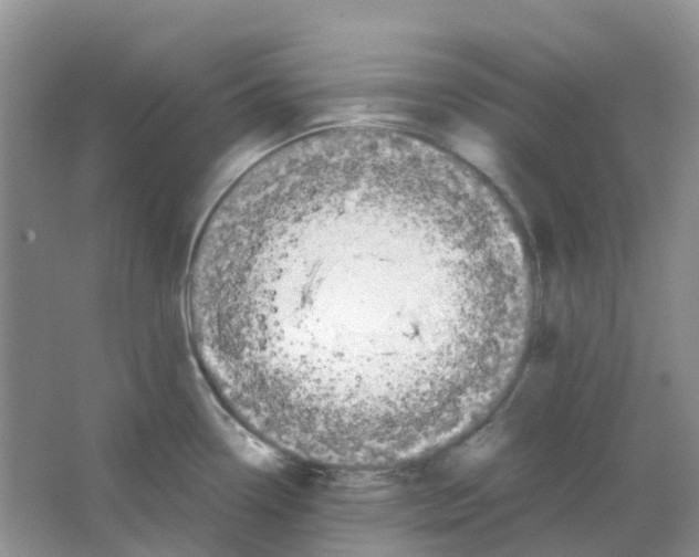 X0000063521338200602172203