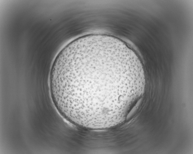 X0000063521343200602172204