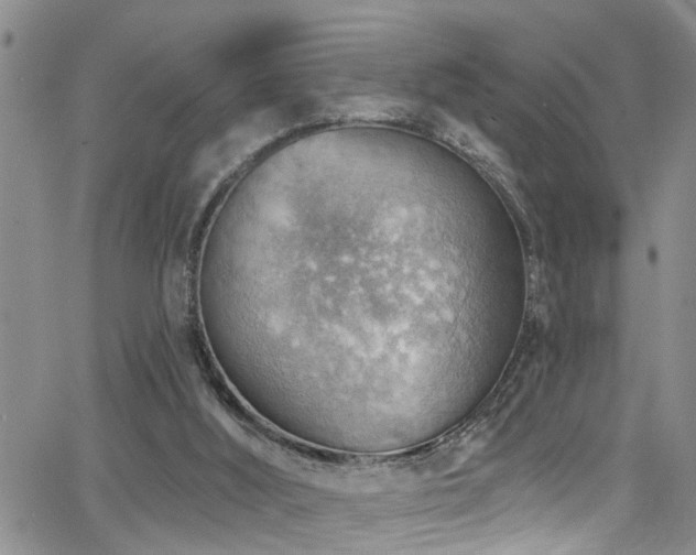 X0000063530012200601201510