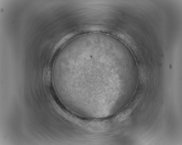 X0000063530016200601201510