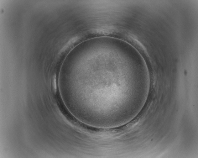 X0000063530020200601201509