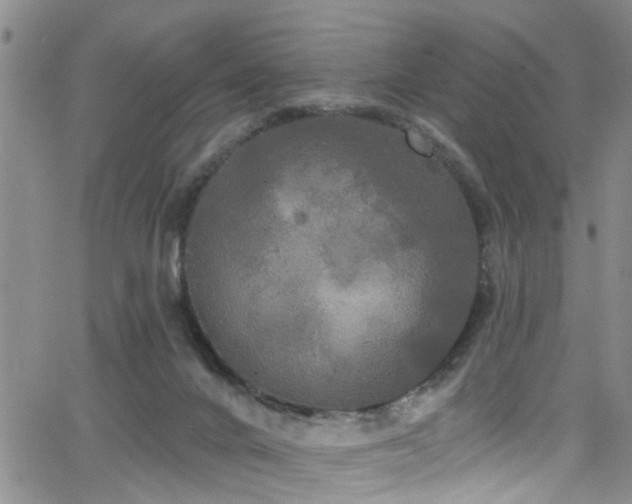 X0000063530024200601201509