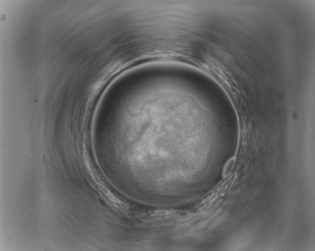 X0000063530145200601201507