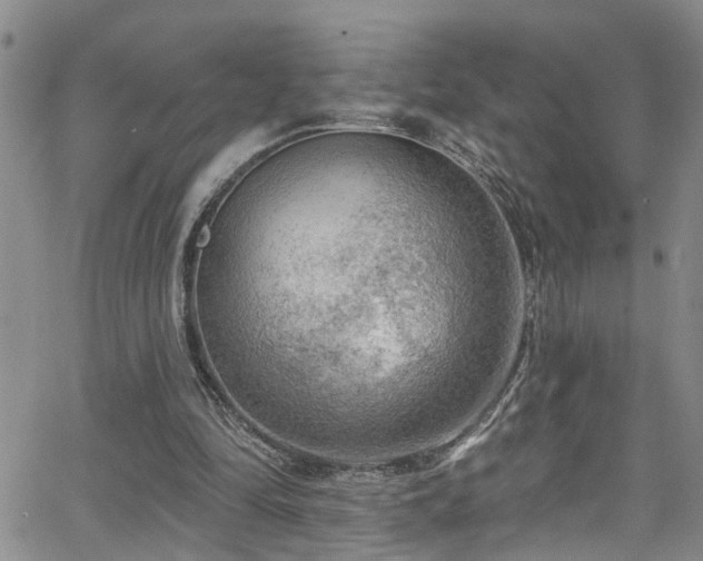 X0000063530294200601201505