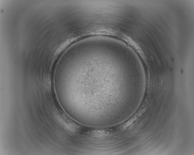 X0000063530298200601201505