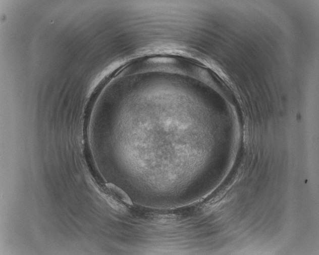 X0000063530438200601201502