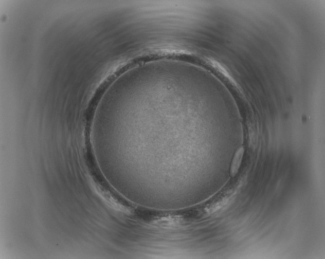 X0000063530447200601201502