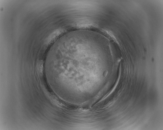 X0000063530495200601201502