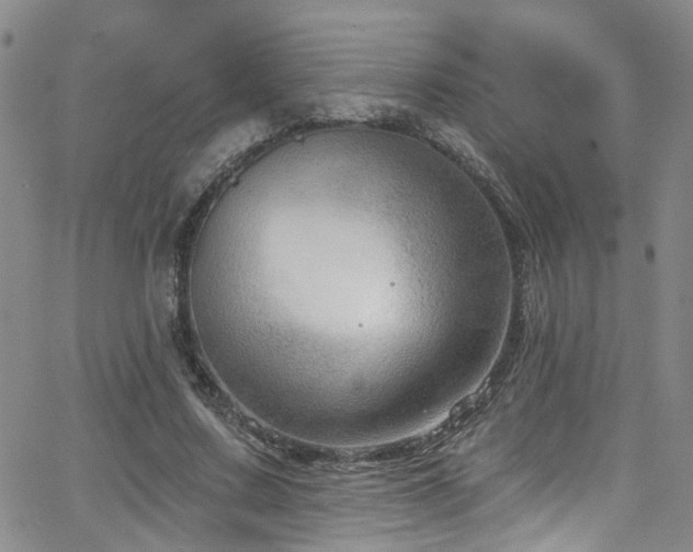 X0000063530683200601201459