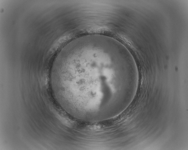 X0000063530687200601201459