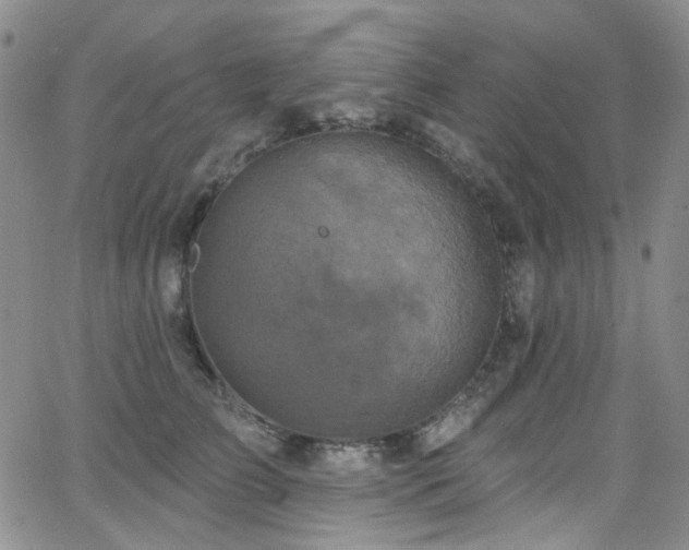 X0000063530709200601201458