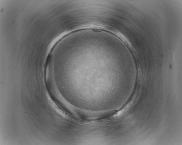 X0000063530854200601201456