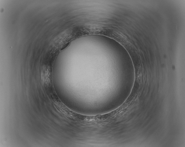 X0000063530866200601201456