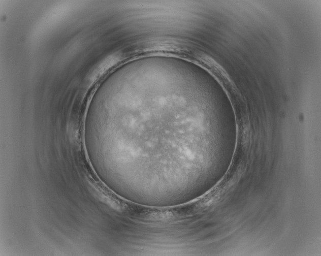 X0000063530882200601201455