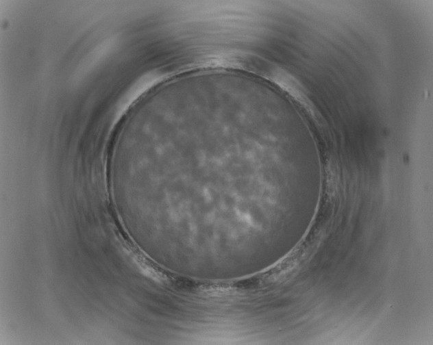 X0000063530886200601201455