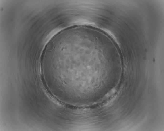 X0000063530887200601201455