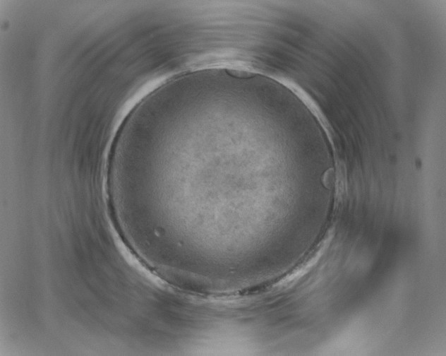 X0000063530957200601201455