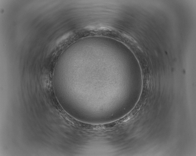 X0000063530966200601201454