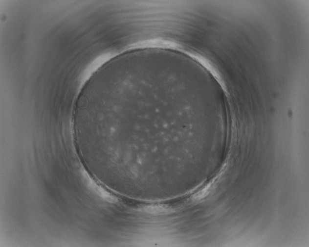 X0000063530998200601201453