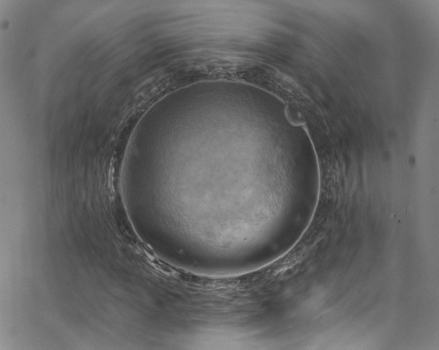 X0000063531013200601201453