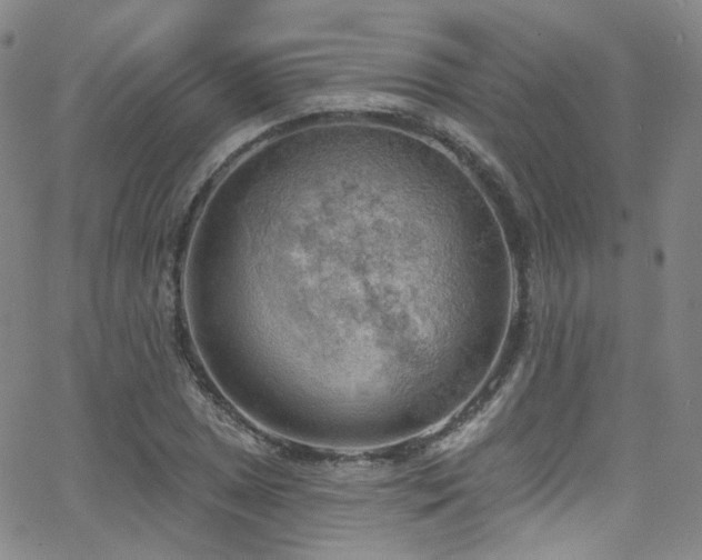 X0000063531025200601201453