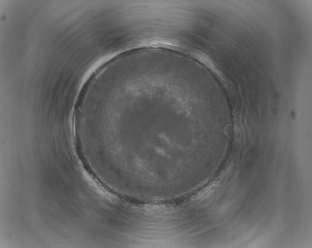 X0000063531032200601201453