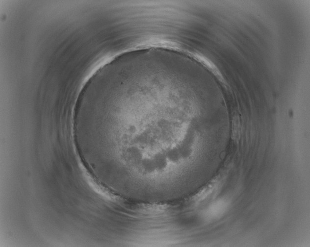 X0000063531039200601201453